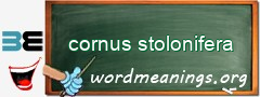 WordMeaning blackboard for cornus stolonifera